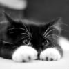 athousandsmiles: a little black kitten with white paws (little kitty)