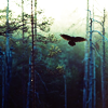 sharpfeathers: (pic#7633931)