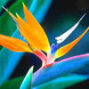 miella: bird of paradise flower (change)