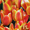 ponders_life: (PL tulips)