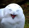 gairid: Smiling owl (Expressions - Happy Owl)