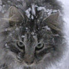 sang_av_helten: (I am STILL keeping an eye on you)