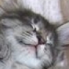 sang_av_helten: (Zzzzzzz)