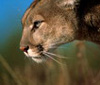 omura: (lion)