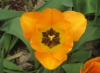 zirconium: tulip in my front yard, April 2014 (tulip)