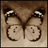 rain_and_snow: Image of a Victoriana style butterfly (old butterfly)