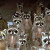 raccoons: (Default)