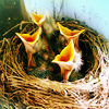 sunnymodffa: (Baby sparrows clamoring)