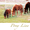 sunnymodffa: (Pony line)