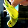 sunnycamehome2u: yellow canary hanging upside down off a human finger (Default)