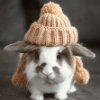 spikesgirl58: (bunny in hat)