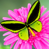 spikesgirl58: (butterfly on flower)