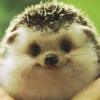 spikesgirl58: (happy hedgehog)