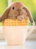 spikesgirl58: (bunny in cup)