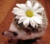 spikesgirl58: (decorated hedge hog)
