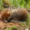 montuos: sleeping fox kit (sleeping fox kit)