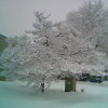 montuos: snow on a tree (snow)