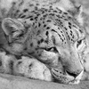 homeless_pard: (Not Impressed Kitty)