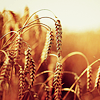 prozac_poetry: (cornfield)