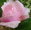 spikereader: (Flower - rose from my garden)