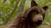 psychowolf: wolfforest (wolfforest)