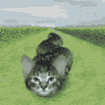 revolutions: A animated gif of a snake with a kitten's head. (kittensnake!)