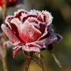 angrboda: A red rose with frost on it (Rose)