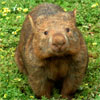 minerva42: (wombat)