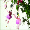 ext_15536: Fuschias by Geek Mama (Jack (blank by  unen2gemismasin))