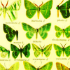 scallion: chart of green butterflies (chloroform)
