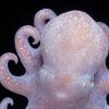 tinchen: a tiny, pink octopus on a black background (happy/weird)