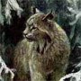 wisegrey: (lynx)