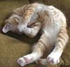 wrdnrd: (Edward [cats])