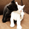 rootsofthestories: A black cat nuzzling a white cat (Animals: Cats love)