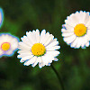 illusen: three daisies (daisies)