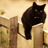 wendelah1: black cat sitting on a fence (Natasha Nogoodnik)
