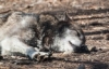 volchik_lamyra: (Resting)