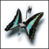 fandaal: (butterfly)