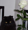 aptsvet: (Rose)