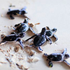 ironwood: (TURTLE / hatchlings)