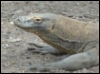 romchyk: (Komodo)