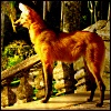 ostro_goth: (x - maned wolf)