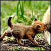 ostro_goth: (Fox cub)