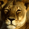 mjolnir_retriever: A lioness looking golden and self-assured and maybe a little amused (if we're being anthropomorphic about it) (Cubefall - lioness)