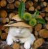 gatta_bianka: (цветок)