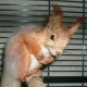 mayevski: (squirrel)