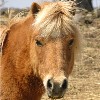 blue_bolete: (fuzzy pony)
