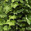vanillain: (CREEPER VINE)