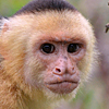 scarred_grin: (monkey)
