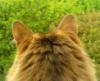 pearl_cow: (pic#7959658)